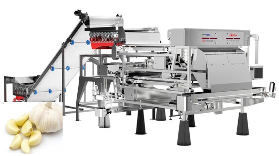 calidad  Precise Removal Garlic Color Sorter Processing Equipment Belt Type 1.0-1.5 t/h fábrica